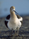 American Avocet, with Babies, Northern California, USA Photographic Print by Roy Toft