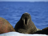 Walrus, Group on Ice, Canada Impressão fotográfica por Gerard Soury