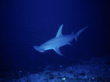 Great Hammerhead Shark, Rangiroa, Polynesia Photographie par Gerard Soury