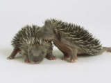 Hedgehogs, Young Lámina fotográfica por Les Stocker