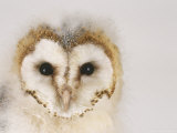 Barn Owl, Portrait of Face Photographic Print by Les Stocker