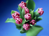 Tulips Photographic Print by David Tipling