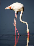 Greater Flamingo, Feeding, Tanzania Photographie par Ariadne Van Zandbergen