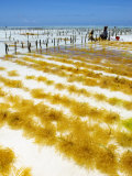 Seaweed Farming in the Indian Ocean, South Coast, Zanzibar Photographie par Ariadne Van Zandbergen