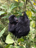 Mountain Gorilla, Baby Gorillas Playing, Volcanoes National Park, Rwanda Lámina fotográfica por Ariadne Van Zandbergen Mountain Gorilla, Baby Gorillas Playing, Volcanoes National Park, Rwanda Lámina fotográfica por Ariadne Van Zandbergen