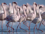 Greater Flamingos, Lake Nakuru, Kenya Photographic Print by Roy Toft