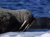 Walrus, Sleeping, Canada Impressão fotográfica por Gerard Soury