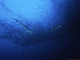 Scalloped Hammerhead Shark, Feeding, Costa Rica Photographie par Gerard Soury