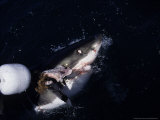 Great White Shark, With Bait, S. Africa Photographie par Gerard Soury