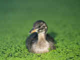 Little Grebe Photographie par Les Stocker