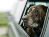 Labrador Retriever, Chocolate Labrador Retriever Dog with Head out of Car Window, USA Photographie par Roy Toft