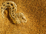 Peringueys Adder Buried Beneath the Sand with Only Its Eyes Exposed to Ambush Small Lizards, Namibi Lámina fotográfica por Ariadne Van Zandbergen