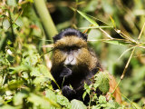 Golden Monkey, Feeding, Volcanoes National Park, Rwanda Photographie par Ariadne Van Zandbergen