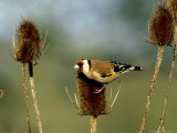 Goldfinch on Teasel, UK Photographie par David Tipling