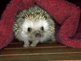 Four-Toed Hedgehog, England Lámina fotográfica por Les Stocker