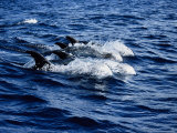 Rissos Dolphin, Porpoising, Portugal Lámina fotográfica por Gerard Soury Rissos Dolphin, Porpoising, Portugal Lámina fotográfica por Gerard Soury