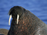 Walrus, Basking, Canada Fotografisk tryk af Gerard Soury Walrus, Basking, Canada Fotografisk tryk af Gerard Soury