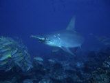 Scalloped Hammerhead Shark, Cocos Island, Costa Rica Photographie par Gerard Soury