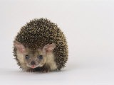 Long Eared Hedgehog Lámina fotográfica por Les Stocker