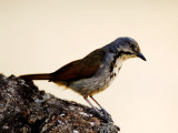 Collared Palm-Thrush, Ruaha National Park, Tanzania Photographie par Ariadne Van Zandbergen