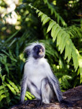 Kirks Red Colobus Monkey, Sitting, Zanzibar Photographie par Ariadne Van Zandbergen