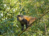 Golden Monkey, Parc National Des Volcans, Rwanda Photographie par Ariadne Van Zandbergen