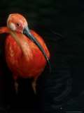 Scarlet Ibis, Eudocimus Ruber Lámina fotográfica por David Tipling