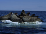 Gerard Soury - Walrus, Group on Ice Floe, Canada - Fotografik Baskı Gerard Soury - Walrus, Group on Ice Floe, Canada - Fotografik Baskı