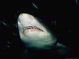 Sand Tiger Shark, Mouth, Australia Photographie par Gerard Soury