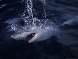 Great White Shark, Surfacing, South Australia Photographie par Gerard Soury