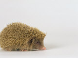 European Hedgehog, Albino Lámina fotográfica por Les Stocker