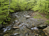 Beech Stream, Quebec, Canada Photographie par Robert Servranckx