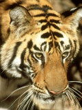 Tiger, Portrait, India Lámina fotográfica por Satyendra K. Tiwari