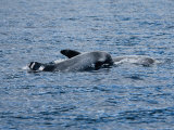 Rissos Dolphin, Mother and Calf, Portugal Lámina fotográfica por Gerard Soury Rissos Dolphin, Mother and Calf, Portugal Lámina fotográfica por Gerard Soury