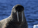 Walrus, Basking, Canada Lámina fotográfica por Gerard Soury