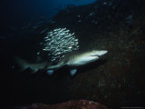 Sand Tiger Shark, Swimming, Australia Photographie par Gerard Soury