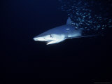 Blue Shark, with Sardines, USA Photographie par Gerard Soury