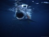 Great White Shark, Swallowing Bait, South Australia Photographie par Gerard Soury