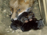 Fox, and 1 Day Old Cubs Lámina fotográfica por Les Stocker