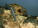 Noctule Bat, UK Photographie par Les Stocker