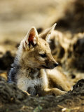 Black-Backed Jackal, Pup, Tanzania Lámina fotográfica por Ariadne Van Zandbergen