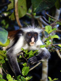 Kirks Red Colobus Monkey in Tree, Zanzibar Photographie par Ariadne Van Zandbergen