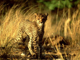 Cheetah, Cub, Namibia Lámina fotográfica por David Tipling Cheetah, Cub, Namibia Lámina fotográfica por David Tipling