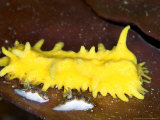 Sea Cucumber, Komodo, Indonesia Photographie par Mark Webster