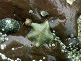 Cushion Star, Wales, UK Photographic Print by Barrie Watts