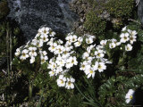 Small White Flowers, Chile Posters by Pablo Sandor