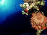 Crown-Of-Thorns Starfish, Feeding on Coral on Wreck, Red Sea Lámina fotográfica por Mark Webster Crown-Of-Thorns Starfish, Feeding on Coral on Wreck, Red Sea Lámina fotográfica por Mark Webster