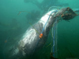 Basking Shark, Caught in Gill Net, UK Photographie par Mark Webster