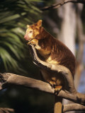 Matschies Tree Kangaroo in Tree, South Australia Lámina fotográfica por Eric Woods Matschies Tree Kangaroo in Tree, South Australia Lámina fotográfica por Eric Woods