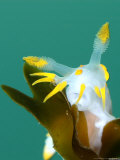 Nudibranch, Feeding, UK Photographie par Mark Webster